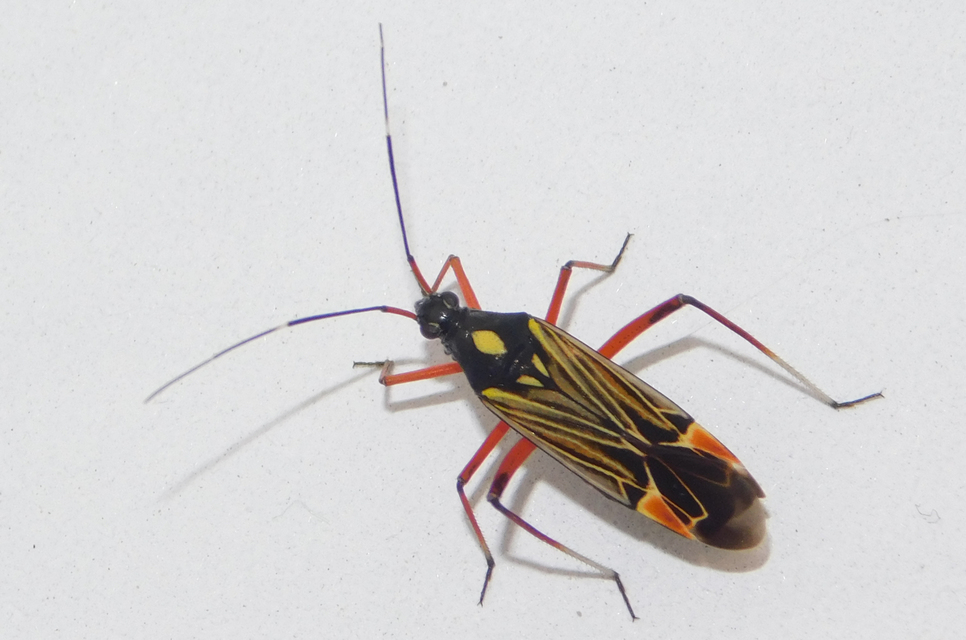 Miris striatus - sávos mezeipoloska