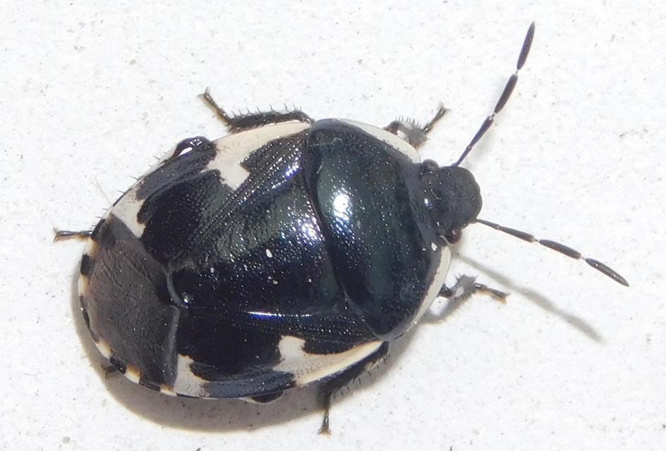 Tritomegas sexmaculatus - hatfoltos földipoloska