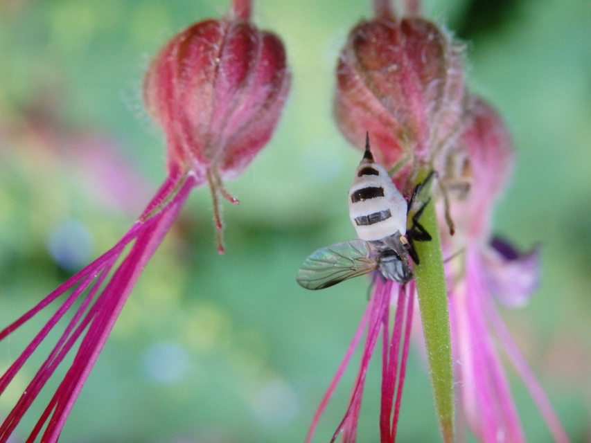 Empis