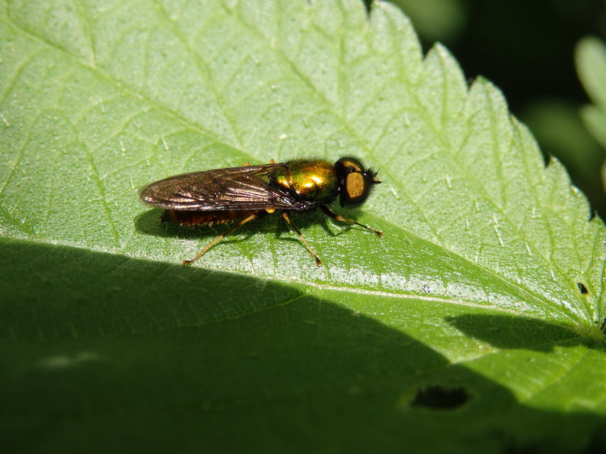 Chloromyia formosa - közönséges fémeslégy
