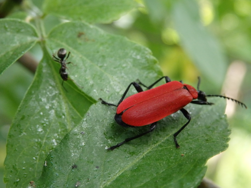 Pyrochroa coccinea - nagy bíborbogár
