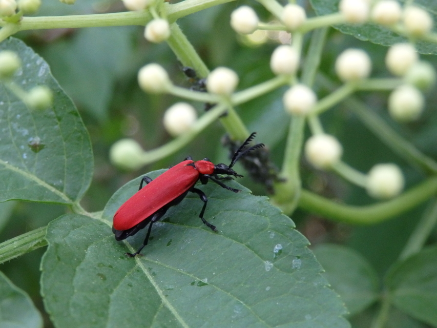 Pyrochroa coccinea - nagy bíborbogár