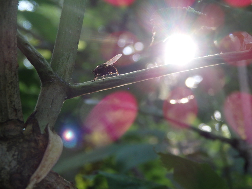 Muscidae - igazi legyek