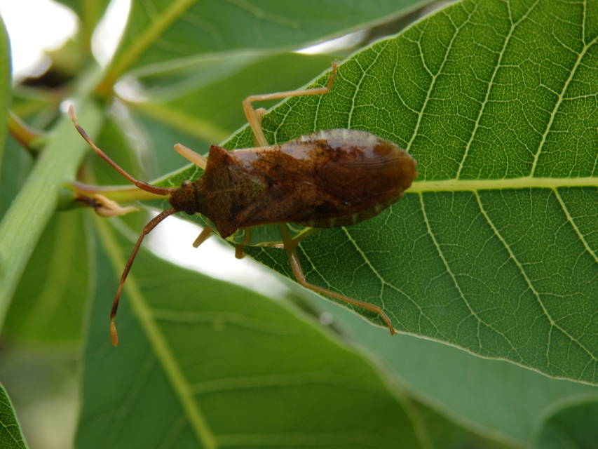 Gonocerus acuteangulatus - aranypetés karimáspoloska