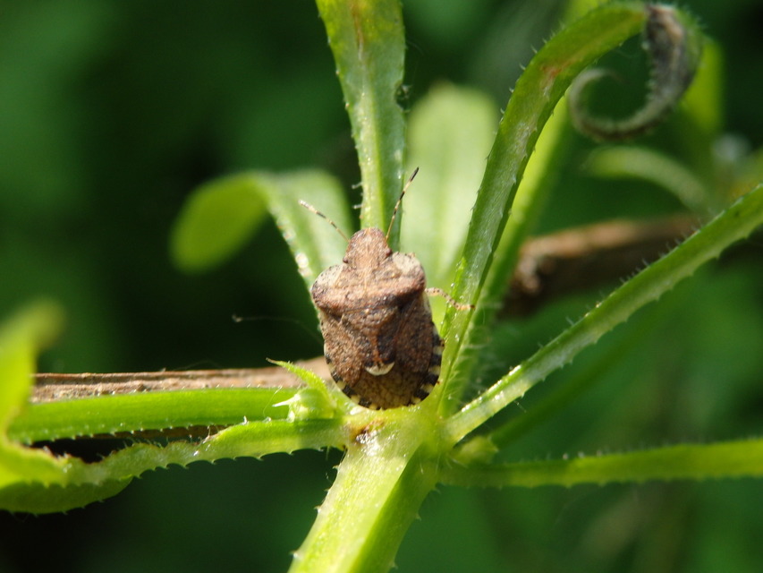 Dyroderes umbraculatus Dyroderes umbraculatus
