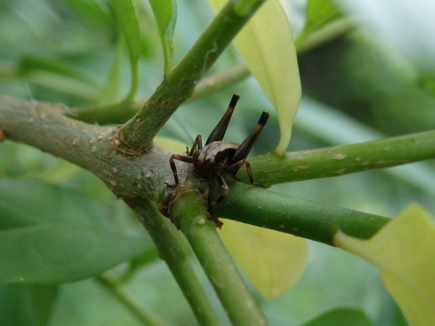 Pholidoptera griseoaptera - szürke avarszöcske