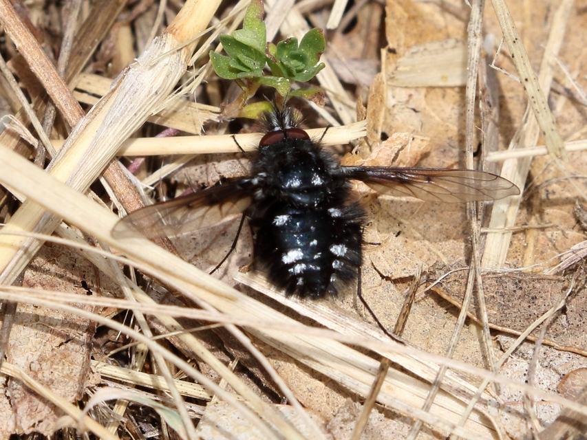 Bombylella atra - ezüstpettyes pöszörlégy