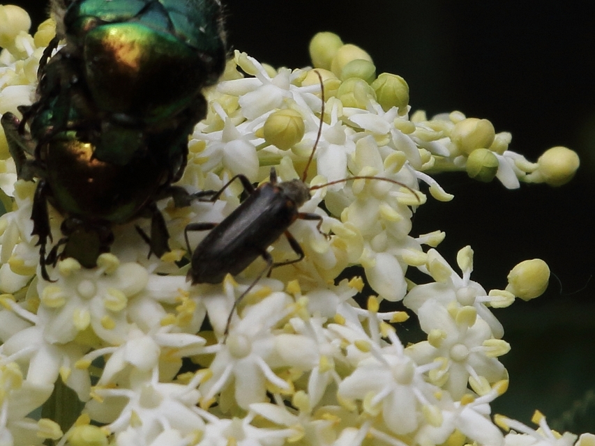 Cortodera humeralis - négyfoltos cserjecincér