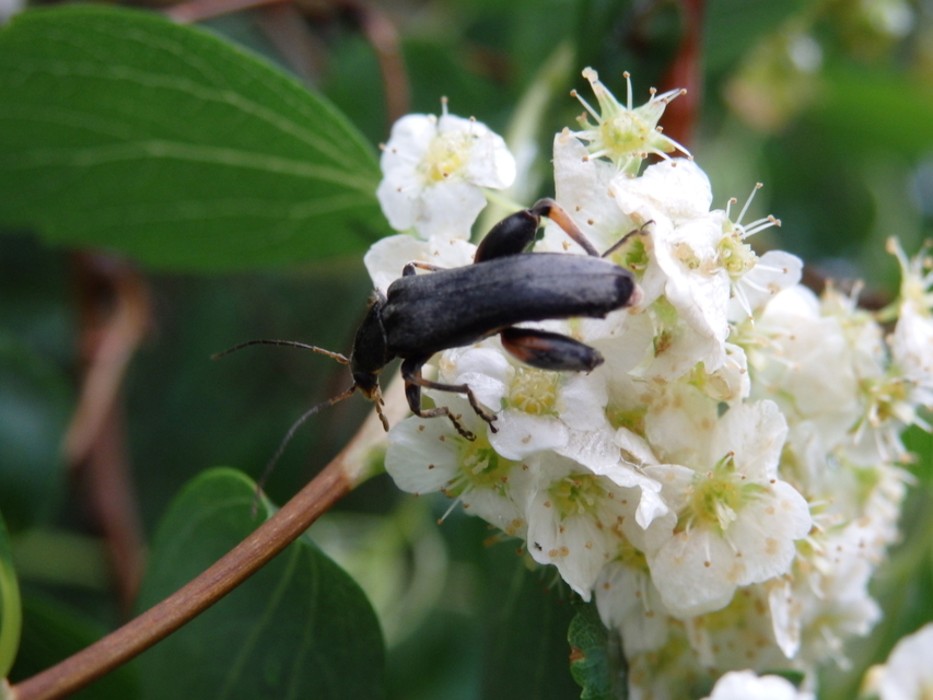 Osphya bipunctata - kétalakú komorka