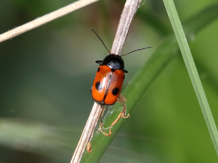 Cryptocephalus bipunctatus - kétpettyes zömökbogár