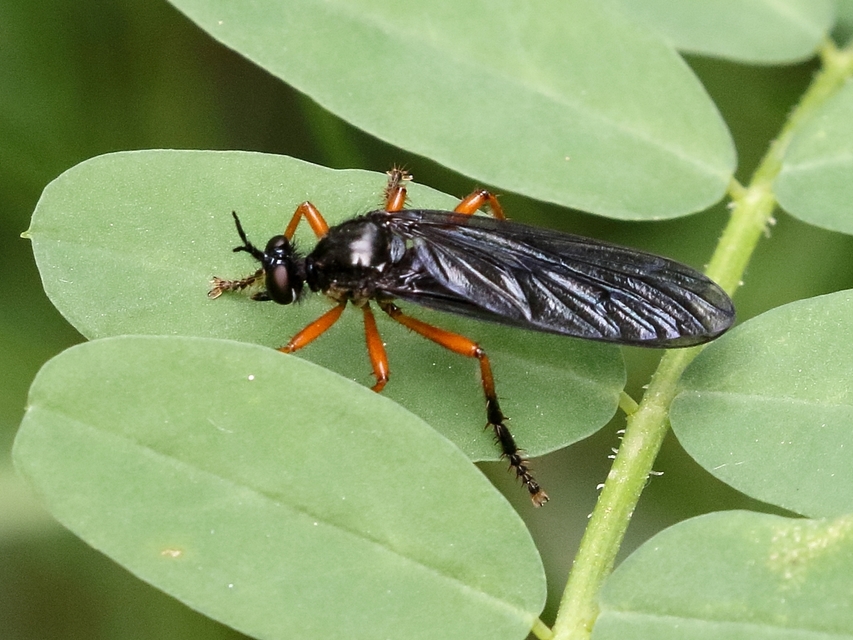 Dioctria oelandica - piroslábú héjalégy