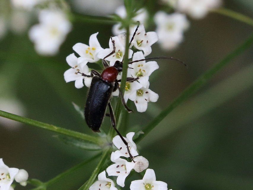 Dinoptera collaris - vörösnyakú virágcincér