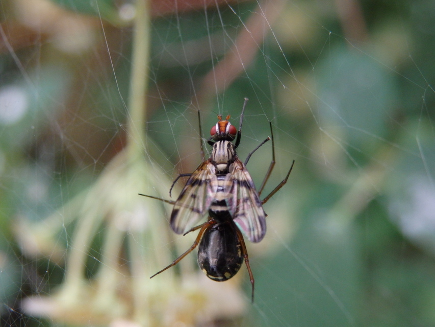 Linyphiidae - vitorláspókok