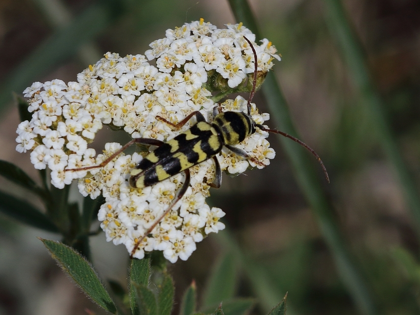 Echinocerus floralis - lucerna-darázscincér