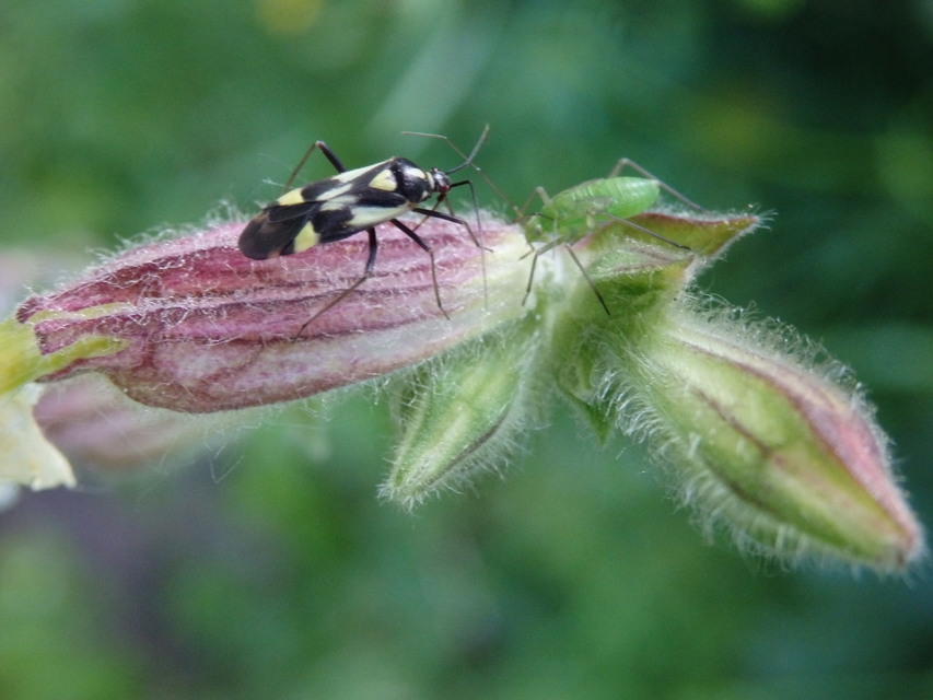 Grypocoris sexguttatus - hatpettyes díszpoloska Grypocoris sexguttatus - hatpettyes díszpoloska