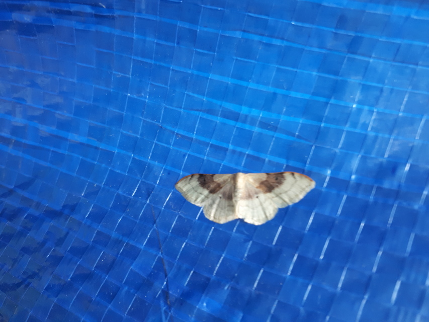 Idaea degeneraria - barnasávos araszoló