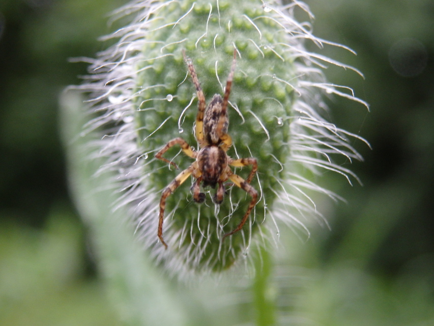 Anyphaena accentuata - jegyespók