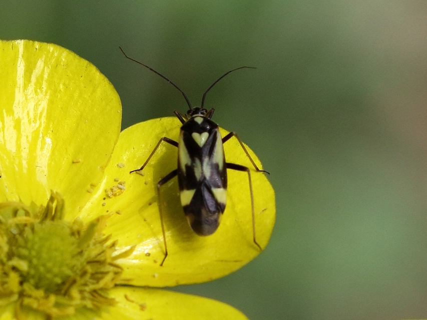 Grypocoris sexguttatus - hatpettyes díszpoloska Grypocoris sexguttatus - hatpettyes díszpoloska