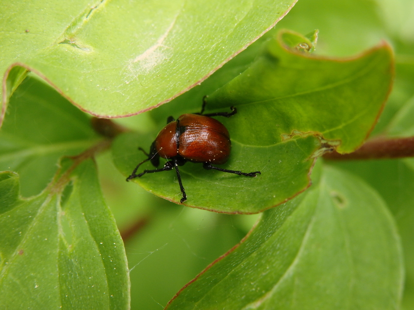 Attelabus nitens - tölgy-levélsodró