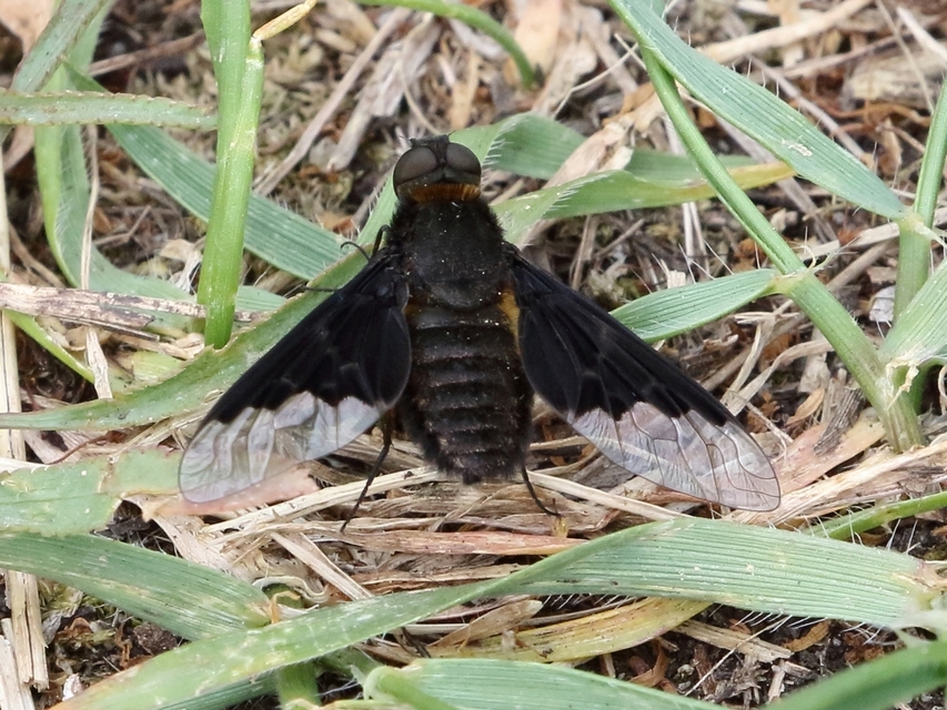 Hemipenthes morio - közönséges gyászlégy