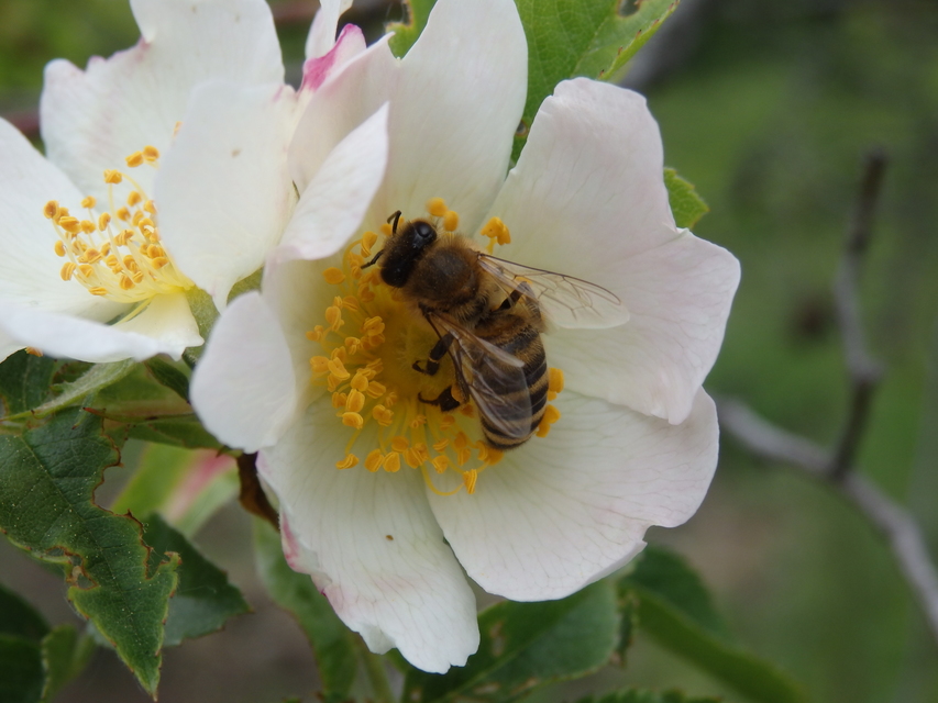 Apis mellifera - háziméh
