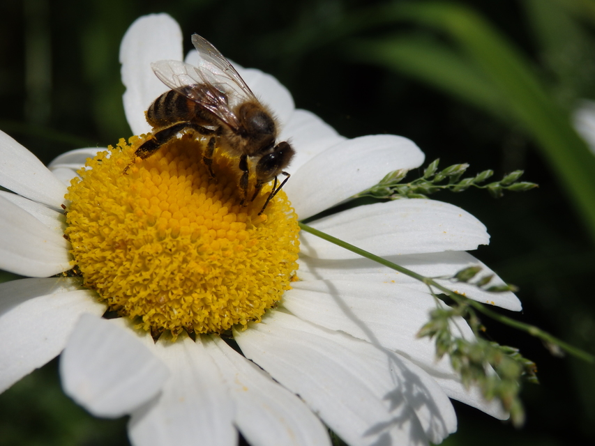 Apis mellifera - háziméh