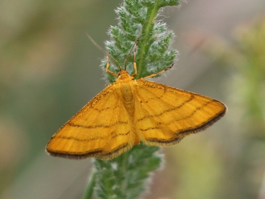 Idaea aureolaria - aranyos sávosaraszoló