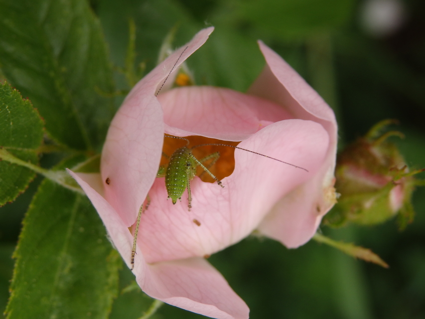 Leptophyes
