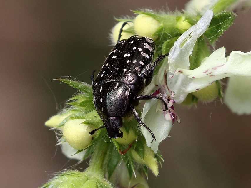 Oxythyrea funesta - sokpettyes virágbogár