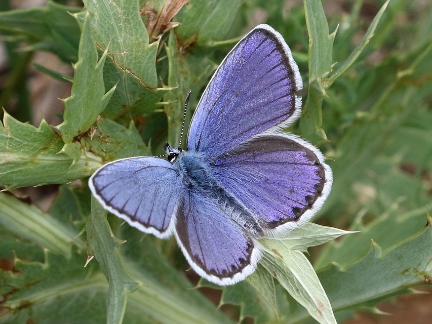 Plebejus argyrognomon - tintakék boglárka