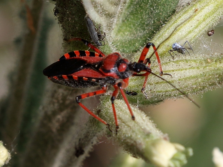Rhynocoris iracundus - közönséges gyilkospoloska