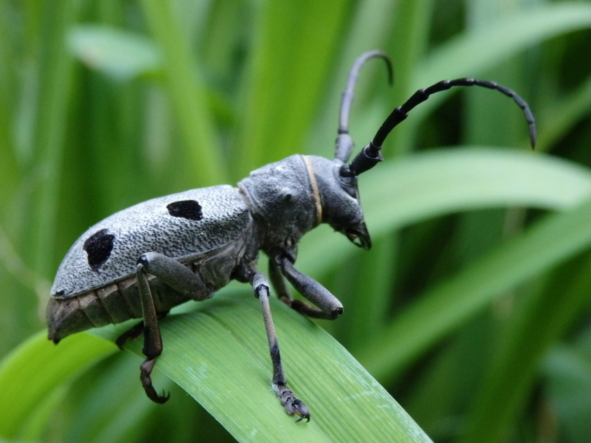 Morimus asper funereus - gyászcincér