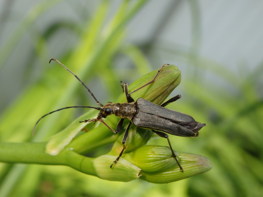 Stenocorus meridianus - fűz-gyökércincér