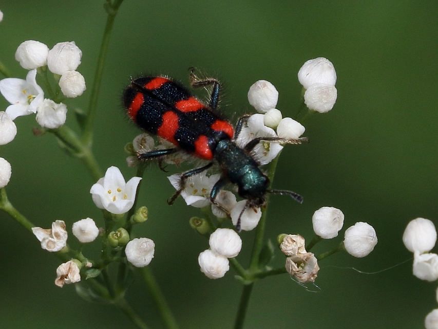 Trichodes favarius - hatfoltos méhészbogár