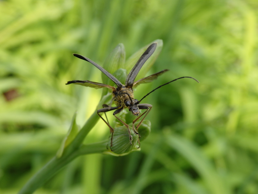 Stenocorus meridianus - fűz-gyökércincér