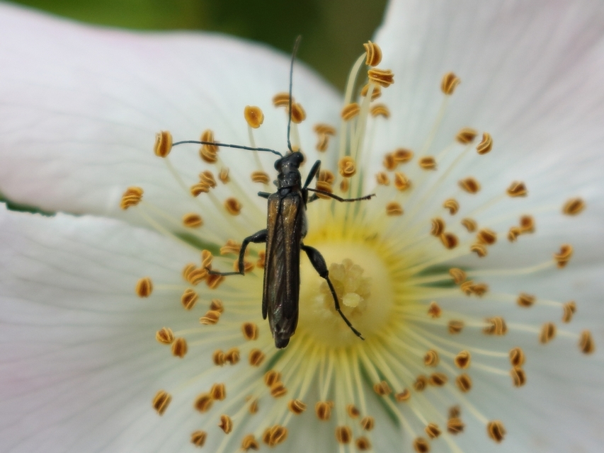 Oedemera femorata - sárgahátú álcincér
