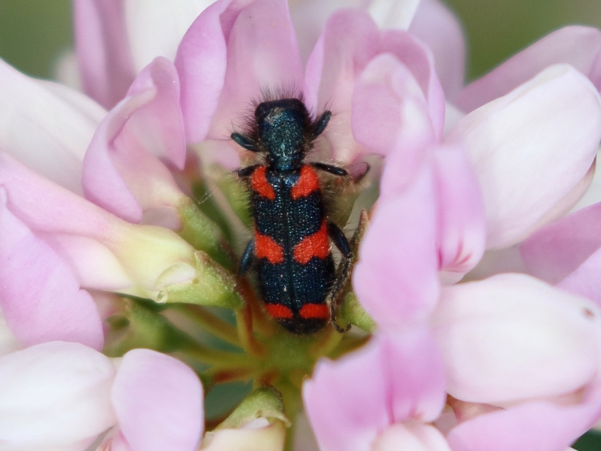 Trichodes favarius - hatfoltos méhészbogár