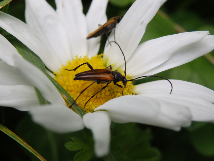 Stenurella melanura - feketevégű karcsúcincér