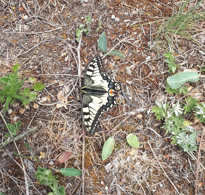 Papilio machaon - fecskefarkú lepke