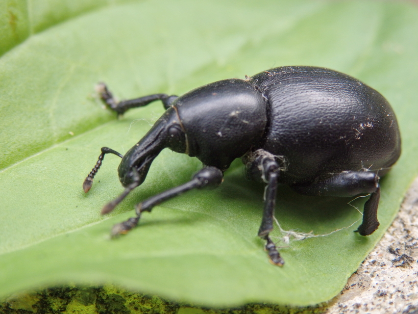 Liparus dirus - sujtár-szerecsenományos