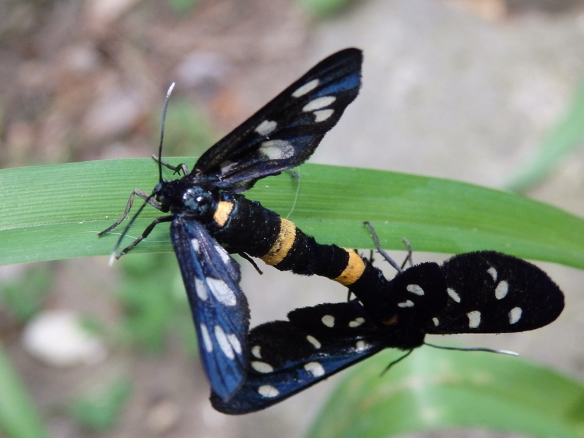 Amata phegea - fehérpettyes álcsüngőlepke