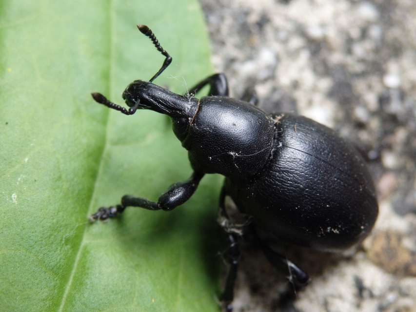 Liparus dirus - sujtár-szerecsenományos
