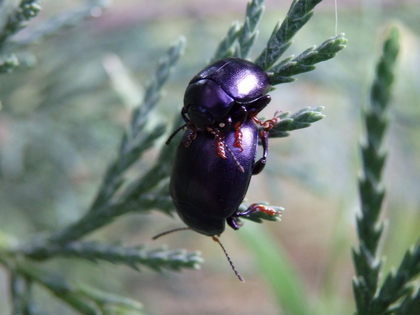 Chrysolina sturmi - vöröslábú levelész