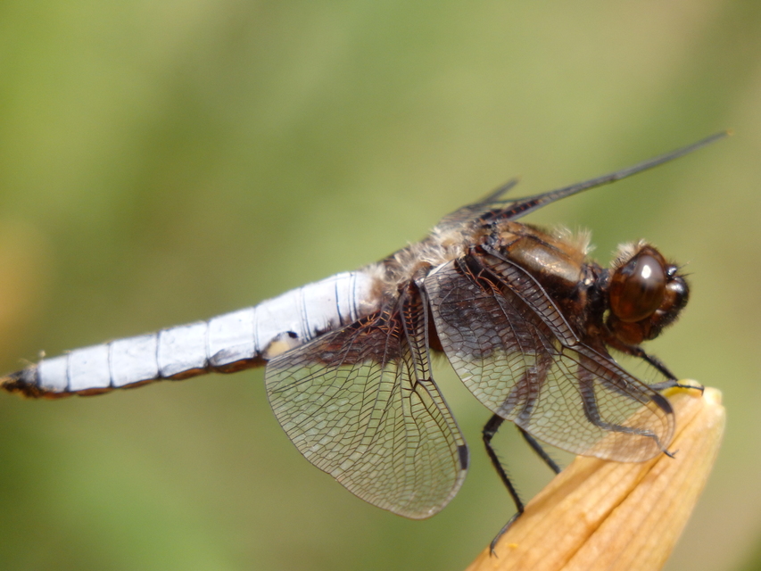 Libellula depressa - széles laposacsa
