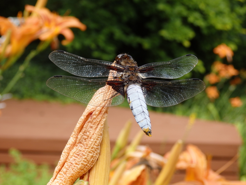 Libellula depressa - széles laposacsa