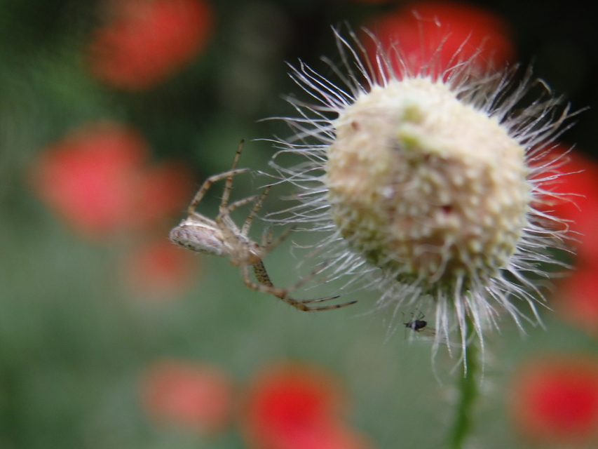 Argiope bruennichi - darázspók