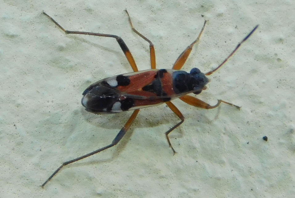 Beosus quadripunctatus - pettyes homokibodobács