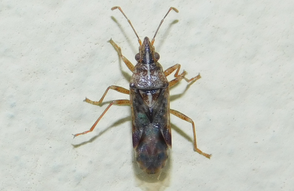 Belonochilus numenius - amerikai platánbodobács