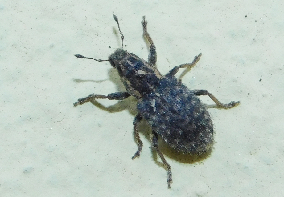 Sitona hispidulus - szőrös csipkézőbogár