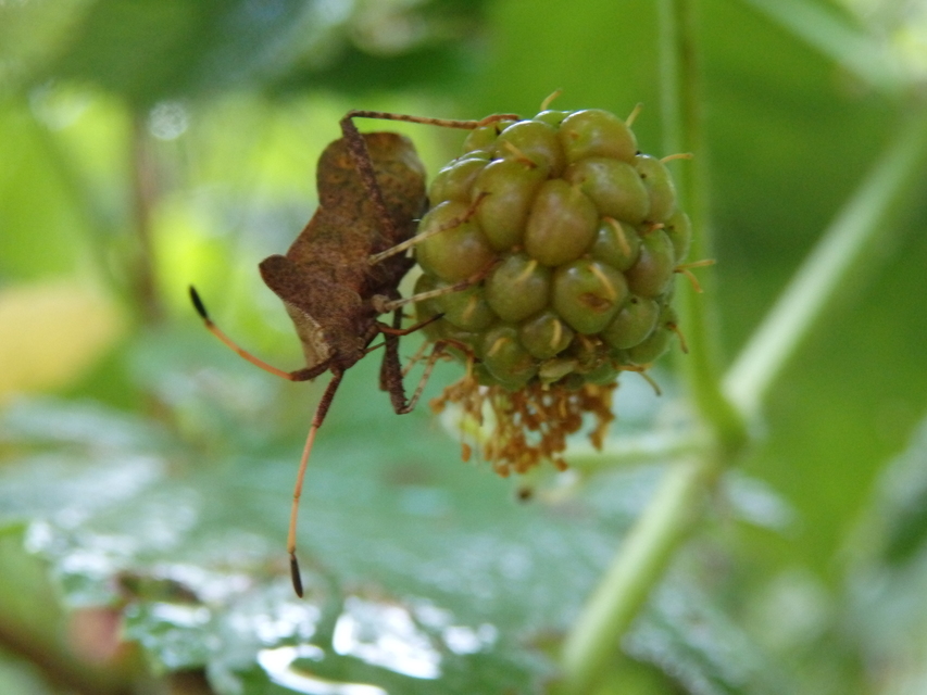 Coreus marginatus - közönséges karimáspoloska